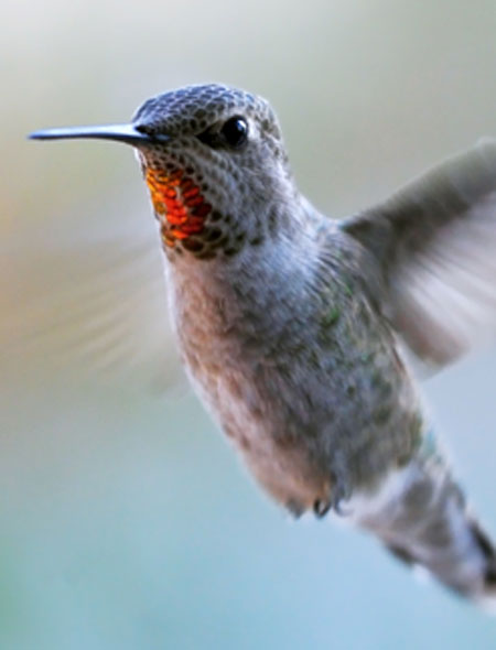 [Translate to Deutschland (DE):] Hummingbird Update 2013